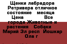 Щенки лабрадора Ретривера отличное состояние 2 месяца › Цена ­ 30 000 - Все города Животные и растения » Собаки   . Марий Эл респ.,Йошкар-Ола г.